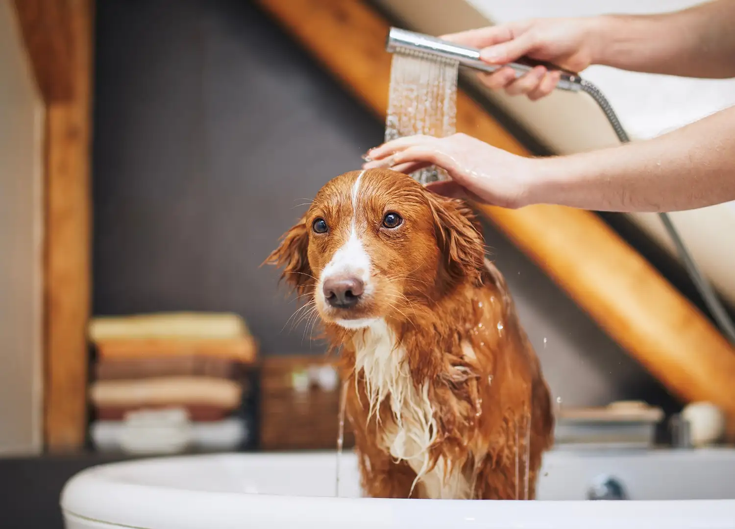 Pets and Pet Care